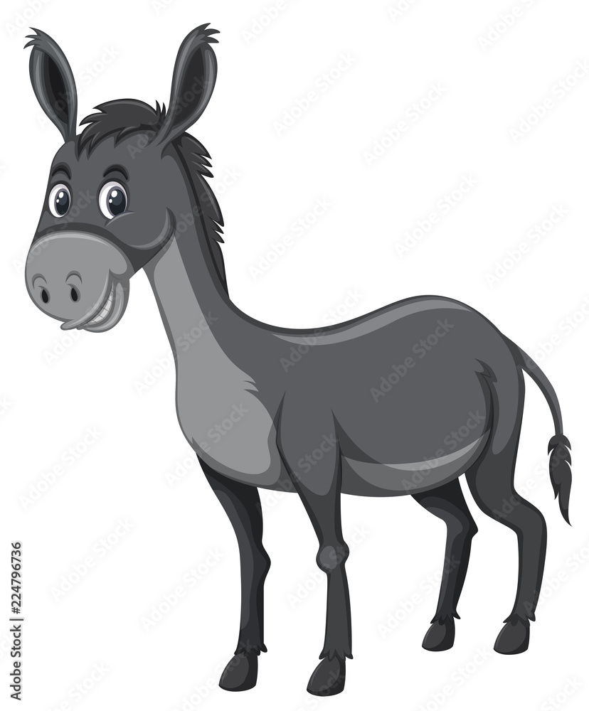 Grey donkey white background