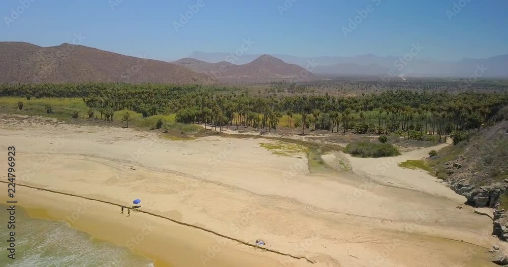 Aerial Descending: Trees of the Todos Santos