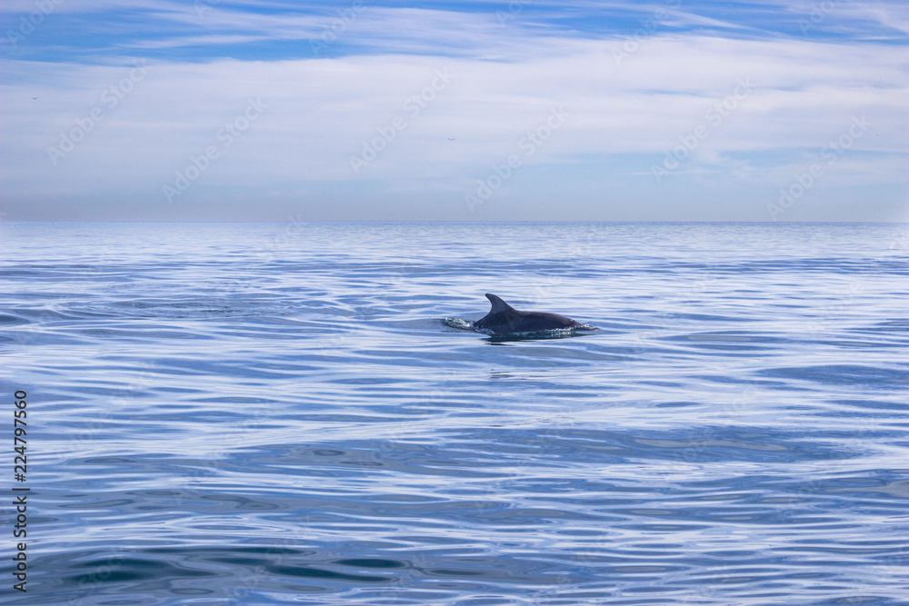Fototapeta premium Silhouette of a common dolphin with its fin out of the water at the Mediterranean Sea in the coast of Malaga over an endless horizon feeling the sea loneliness and the amazing sea wildlife. Spain. 
