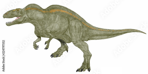 恐竜 アクロカントサウルス。白亜紀前期の北米で最大の獣脚類。特徴は頸部から背中にかけてスピノサウルスや草食性のオウラノサウルスのように帆がついていた。中には神経棘が伸びていたと思われ、当時の高温化に対応するための温度調節機能であったと考えられている。肉食の獣脚類。推定全長は13メートル。イラスト画像