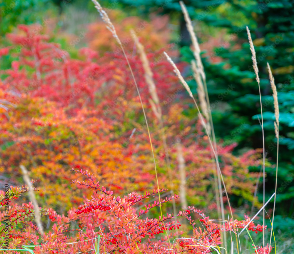 Common Barberry (Berberis Vulgaris) is a red berry that grows in the fall, with autumn colors in the background Common Barberry (Berberis Vulgaris) is a red berry that grows in the fall, with autumn colors in the background