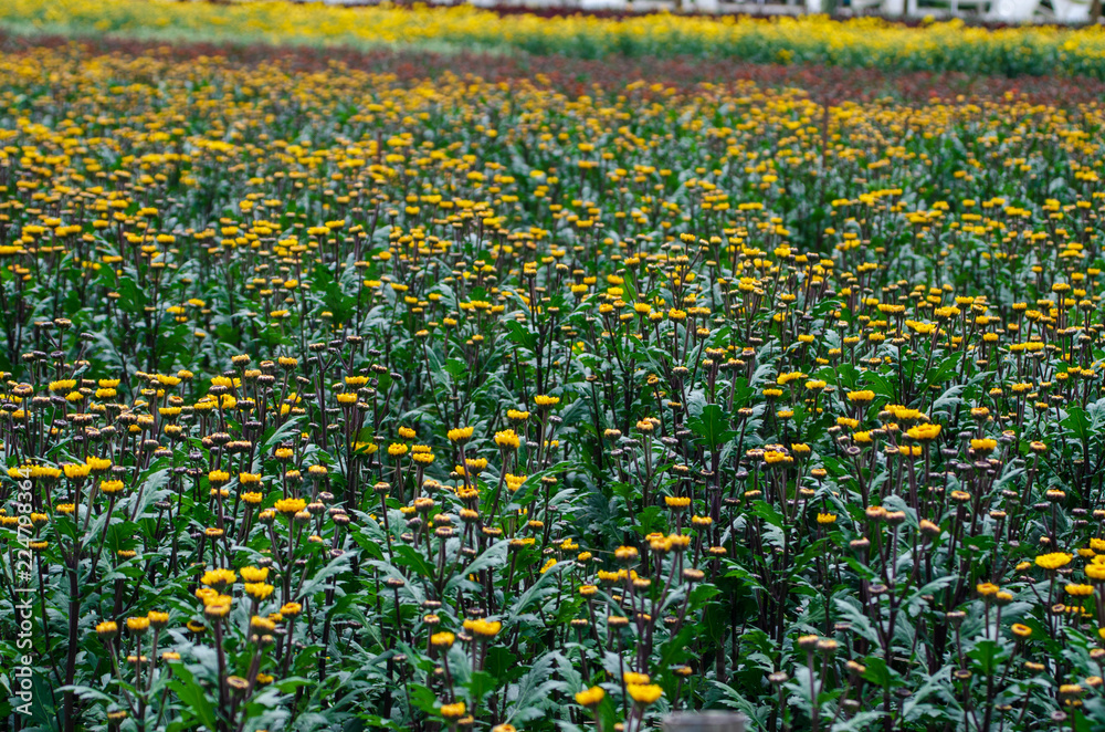 Fototapeta premium Crisantemos Del Jardin