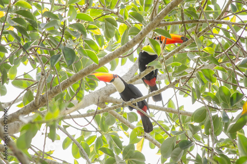 bird on tree