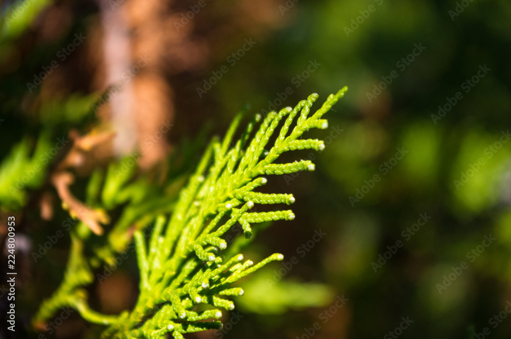 Incense cedar tree Calocedrus decurrens branch close up.