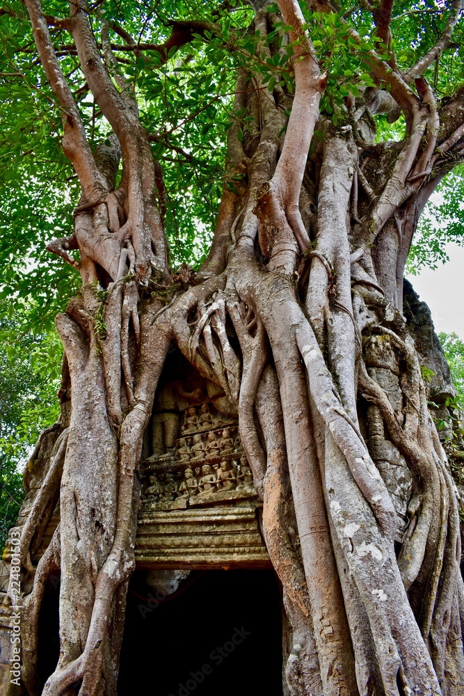 Tree roots over Ta Som Temple in Angkor, Siem Reap, Cambodia 