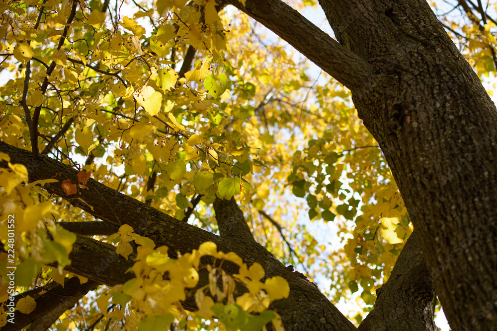 Fototapeta premium Autumn yellow leaves if the linden tree