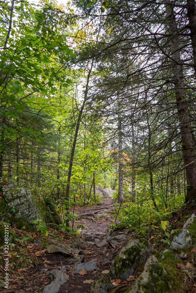 footpath in the woods footpath in the woods
