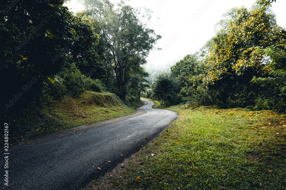 Obraz premium Road to the forest In the morning