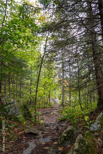 footpath in the woods