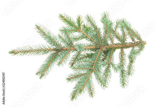 Fir tree branches on white