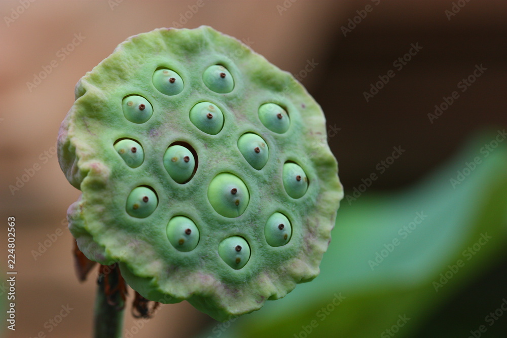 lotus seed macro shot lotus seed macro shot