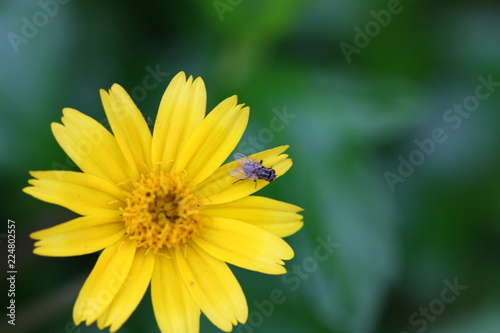 yellow flower with a insect on it © Sunsiri Meeleesawasd