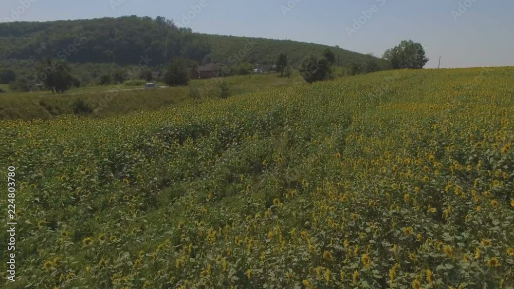 4k Flying over fields of sunflowers, aerial video. Fields of sunflowers 4k Flying over fields of sunflowers, aerial video. Fields of sunflowers