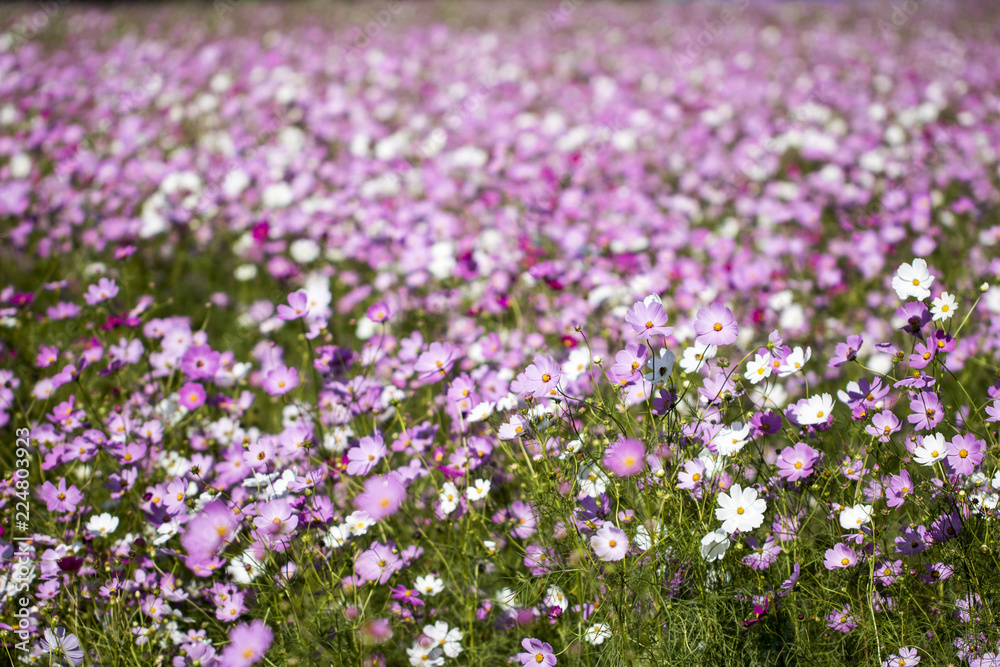 Beautiful Cosmos flower