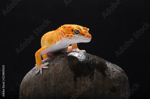 gecko, leopard lizard gecko,