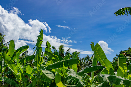 沖縄石垣島　バナナの木と青空　南国イメージ