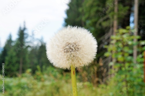 Fototapeta Naklejka Na Ścianę i Meble -  Pusteblume