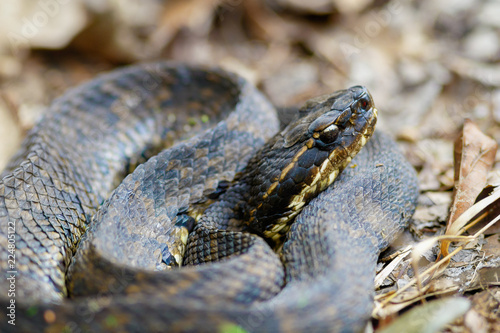 Cottonmouth snake on forest floor
