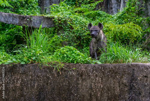 Portrait of hyena in a zoo