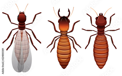 Different stages of a termite