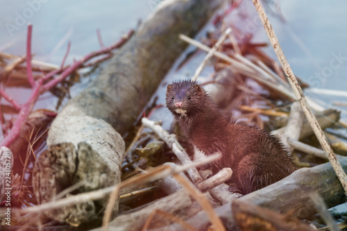 American Mink sitting on branches beside a lake © Saptashaw