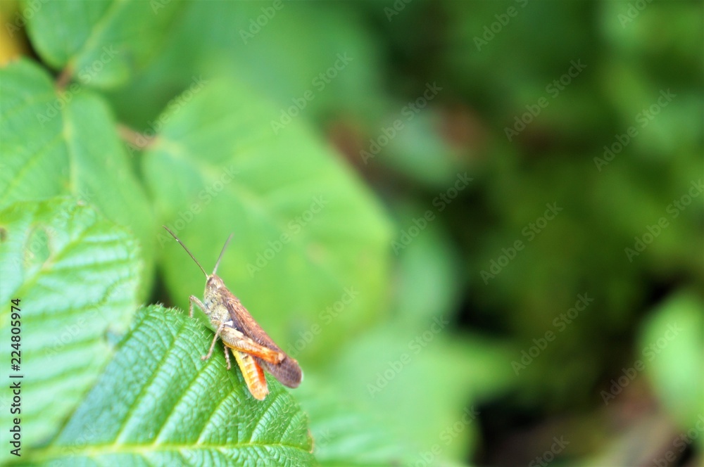 Heuschrecke Heuschrecke