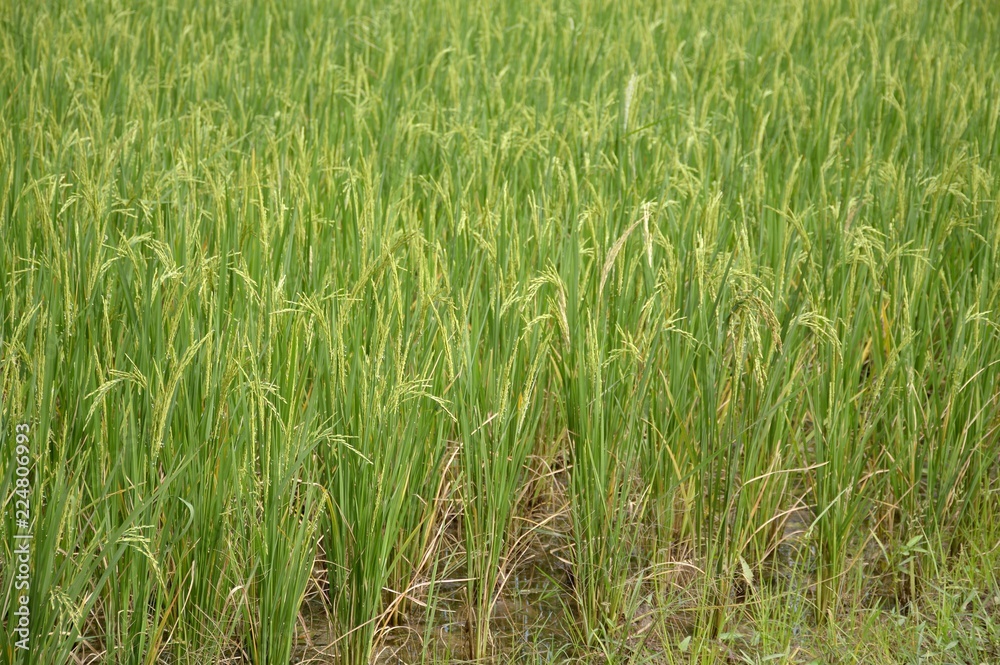 fresh green rice tree in country Thailand fresh green rice tree in country Thailand