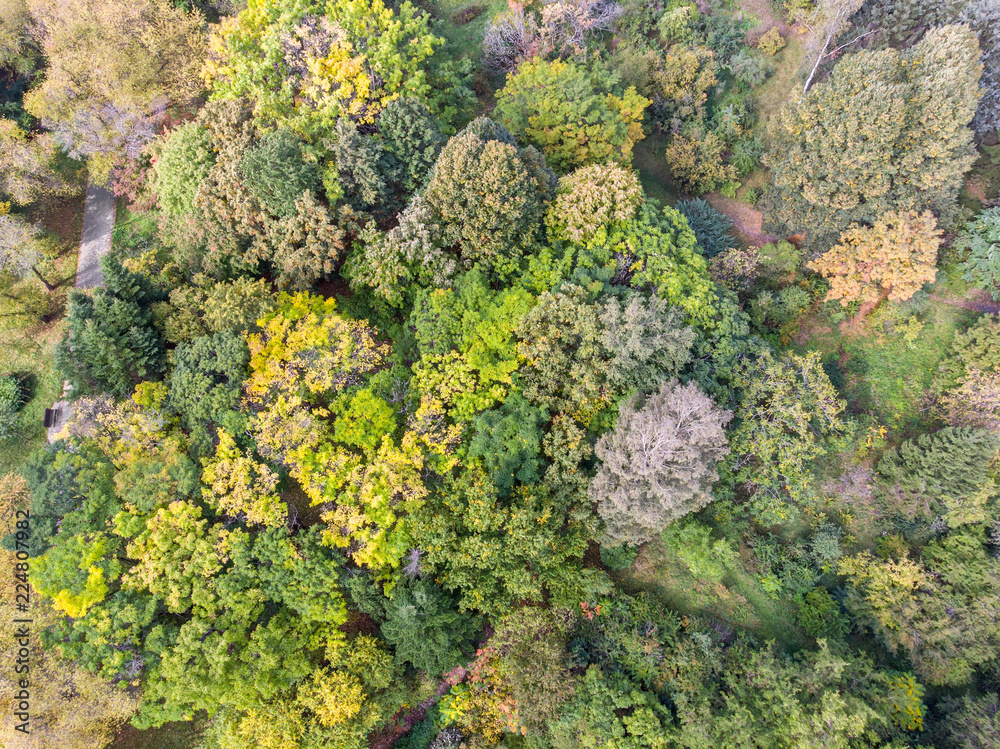aerial scenic view of colorful autumn trees in public park. woods in autumn