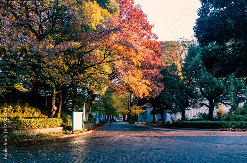 Walkway in the park in autumn with colorful maple tree at the morning