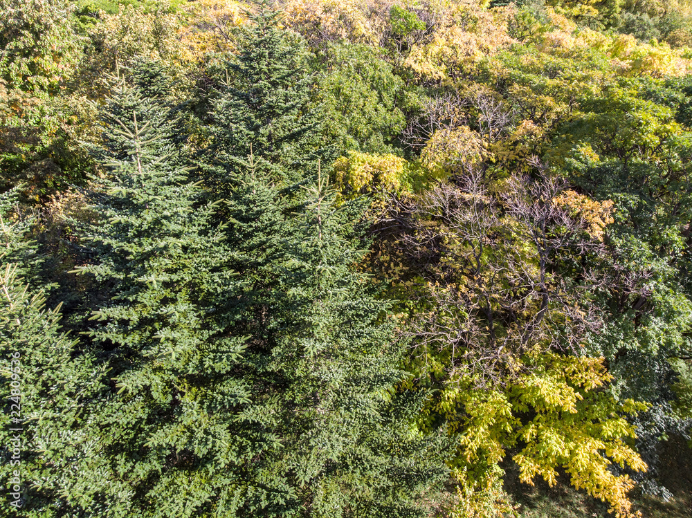 vibrant autumn colors. aerial image of green firs and yellow beech trees in the forest