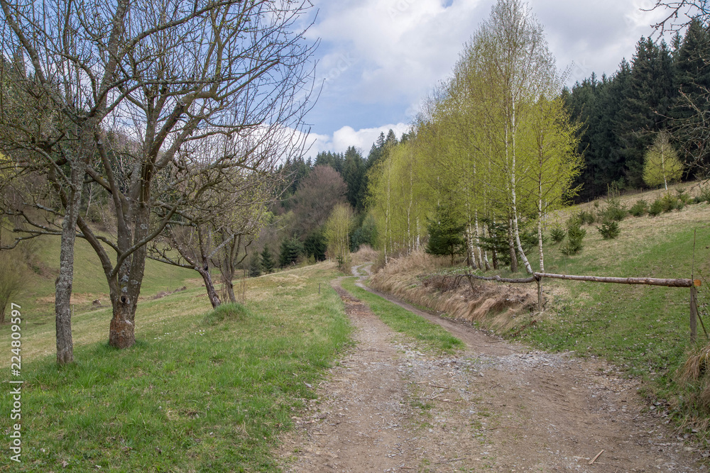 Fototapeta premium Polna cesta.