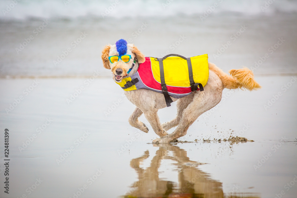 Obraz premium Running Dog