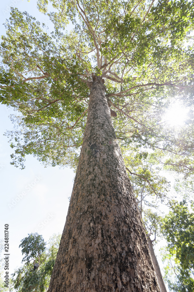 Fototapeta premium Big Green Tree