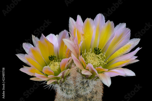 Cactus Echinocereus dasyacanthus with flower isolated on Black. photo