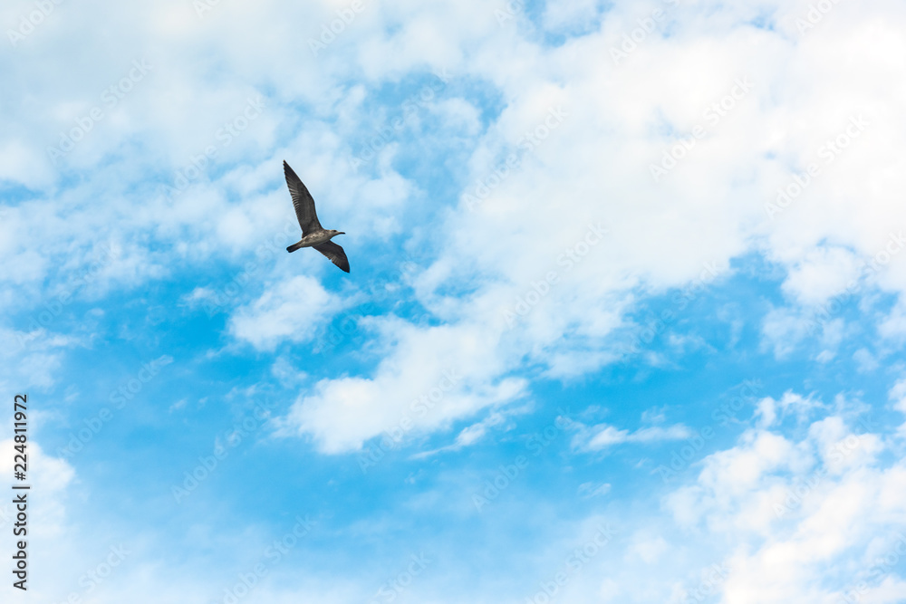 Seagull in flight Seagull in flight