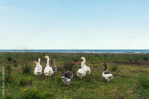 A flock of geese by the sea