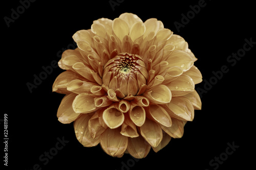 Fototapeta Naklejka Na Ścianę i Meble -  Orangene Ball Dahlie (Asteraceae) kunstvoll dargestellt auf schwarzem Hintergrund.