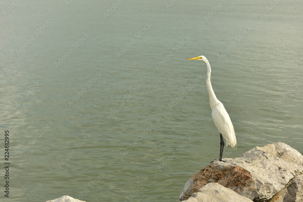 Obraz premium Heron from Tampico