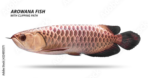 Canvas Print Arowana fish isolated on white background