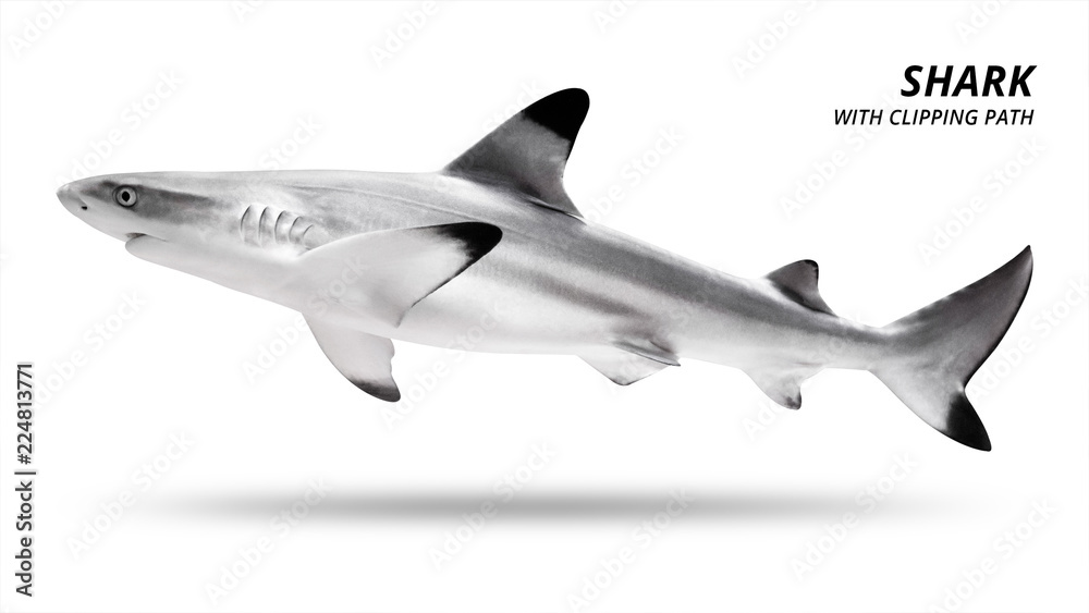 Shark isolated on white background. Blacktip fish. ( Clipping path ) Shark isolated on white background. Blacktip fish. ( Clipping path )
