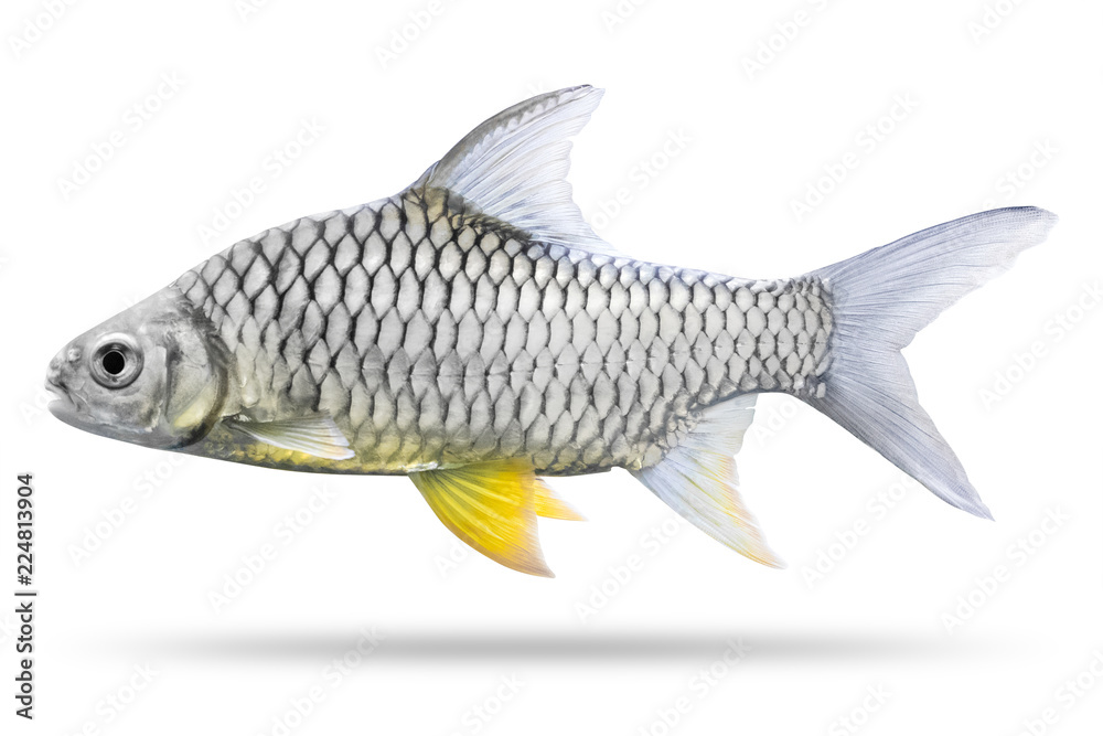 Fototapeta premium Freshwater fish isolated on white background. Thai mashseer or Greater brook carp. ( Clipping path )