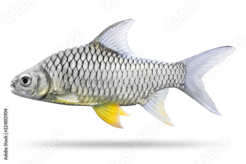 Freshwater fish isolated on white background. Thai mashseer or Greater brook carp. ( Clipping path )