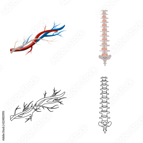 Isolated object of body and human logo. Collection of body and medical vector icon for stock.