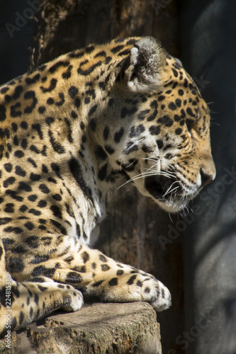 portrait of a proud resting leopard in captivity in the zoo