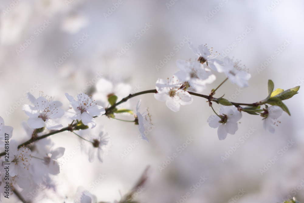 blurred blue background, branch cherry blossoms in the spring blurred blue background, branch cherry blossoms in the spring