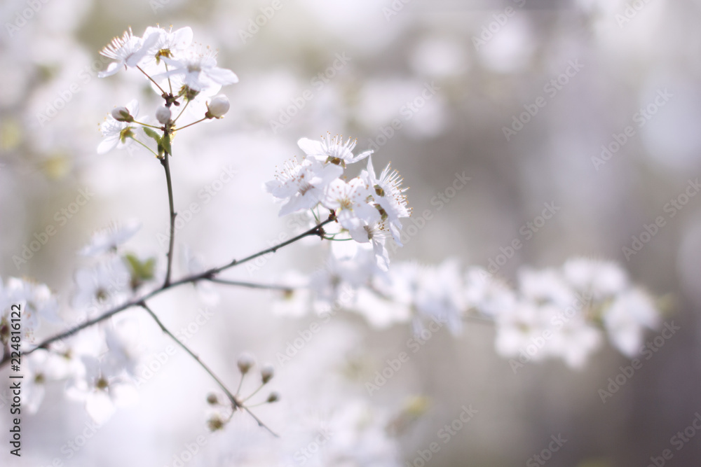blurred blue background, branch cherry blossoms in the spring blurred blue background, branch cherry blossoms in the spring