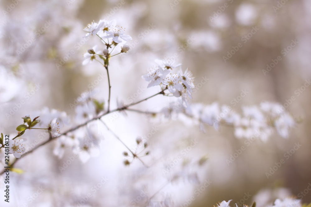 blurred blue background, branch cherry blossoms in the spring