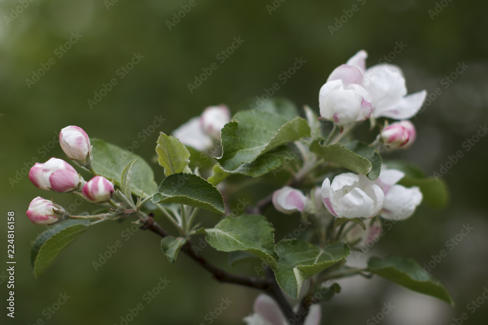 close up of Apple flowers spring background with bokeh
