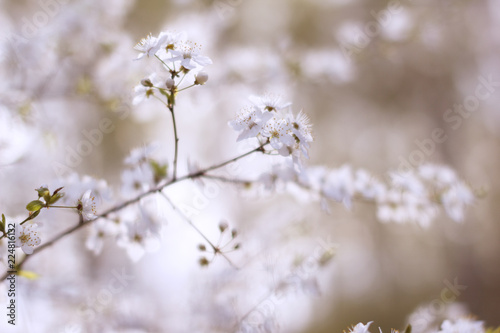 blurred blue background, branch cherry blossoms in the spring © Светлана Михалева