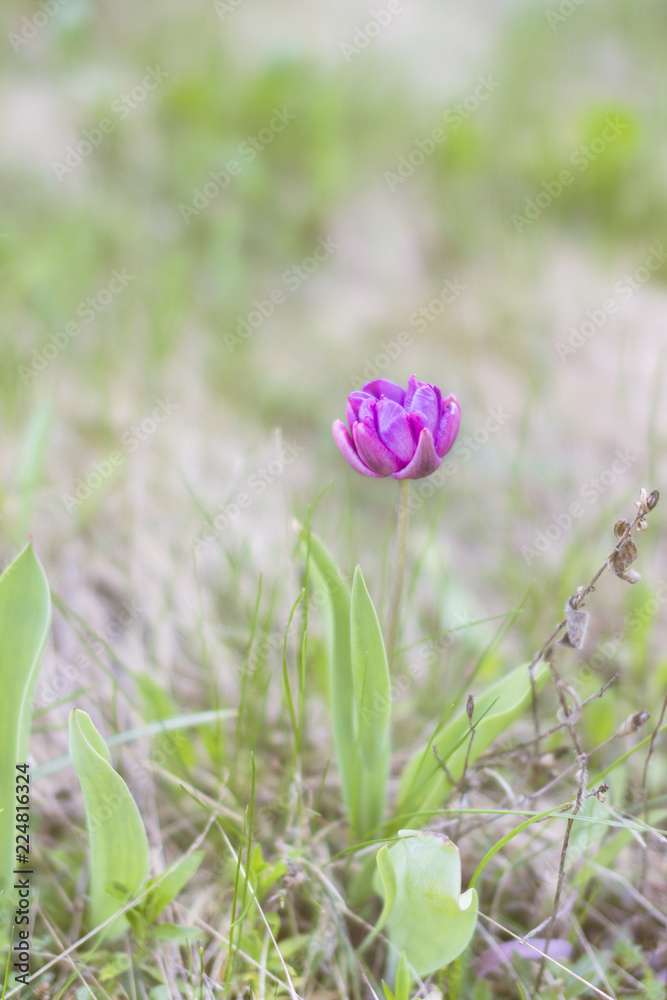 a lone purple Tulip on blurred green and brown background, looks like a watercolor painting. a lone purple Tulip on blurred green and brown background, looks like a watercolor painting.